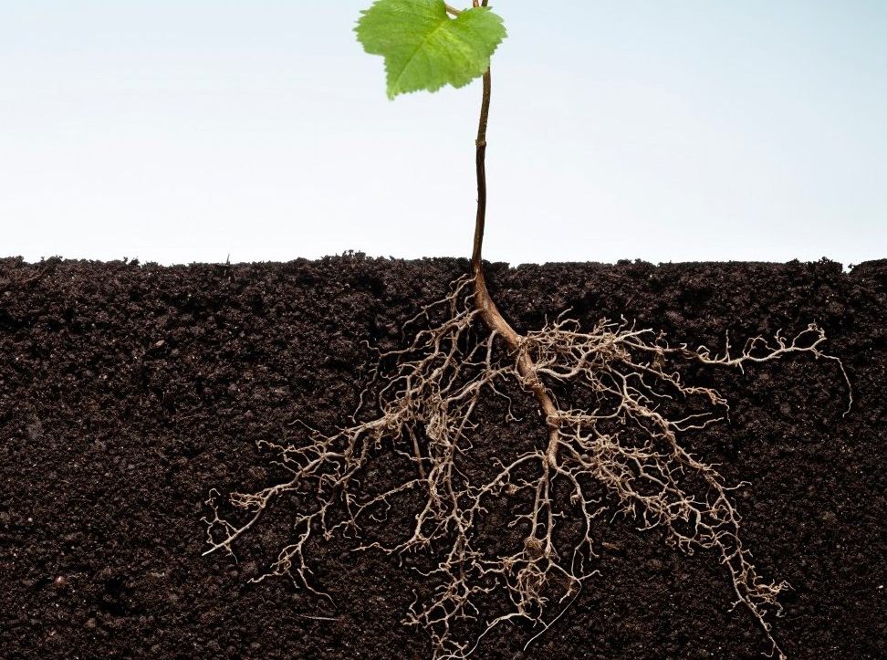 Foundation and Roots: Identity- Who are you? | CASTIN-GRACE